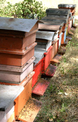 Bienenstock und Futtertrog